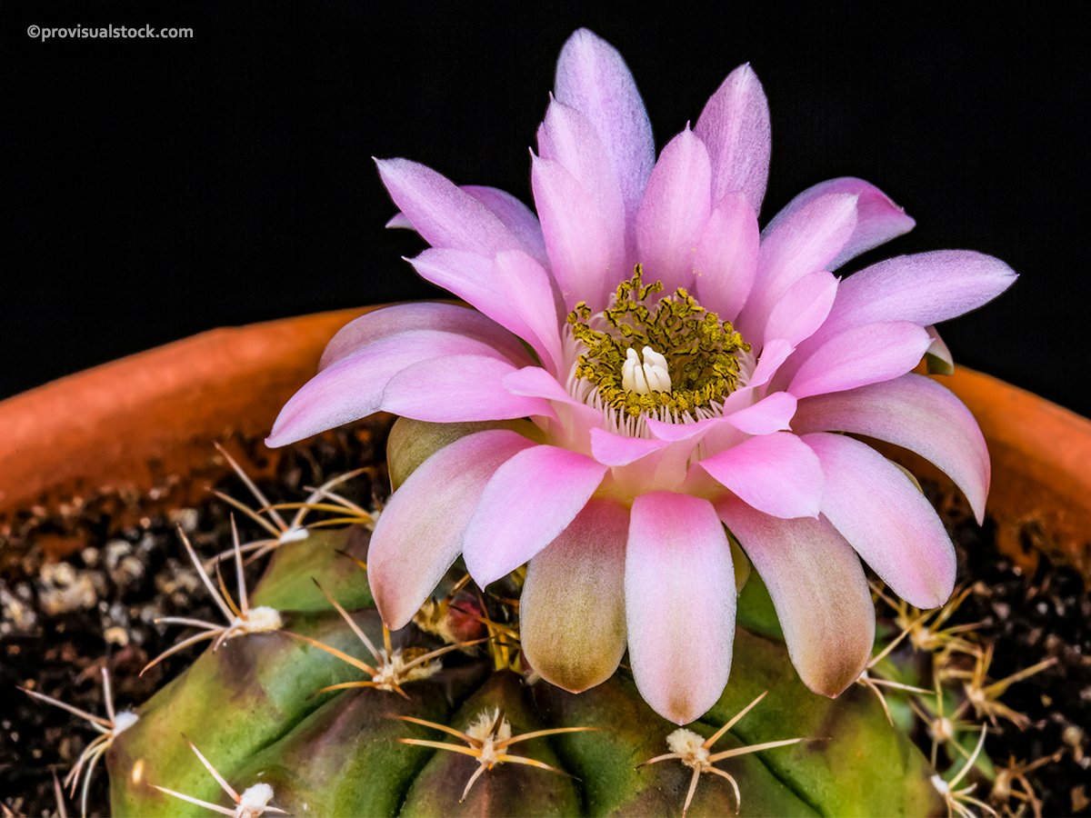 Gymnocalycium damsii Fine Art Print