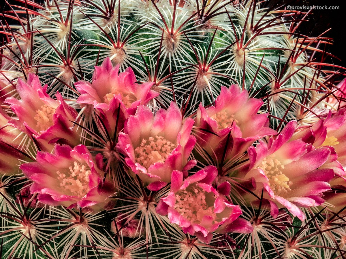 Mammillaria Microhelia Fine Art Print